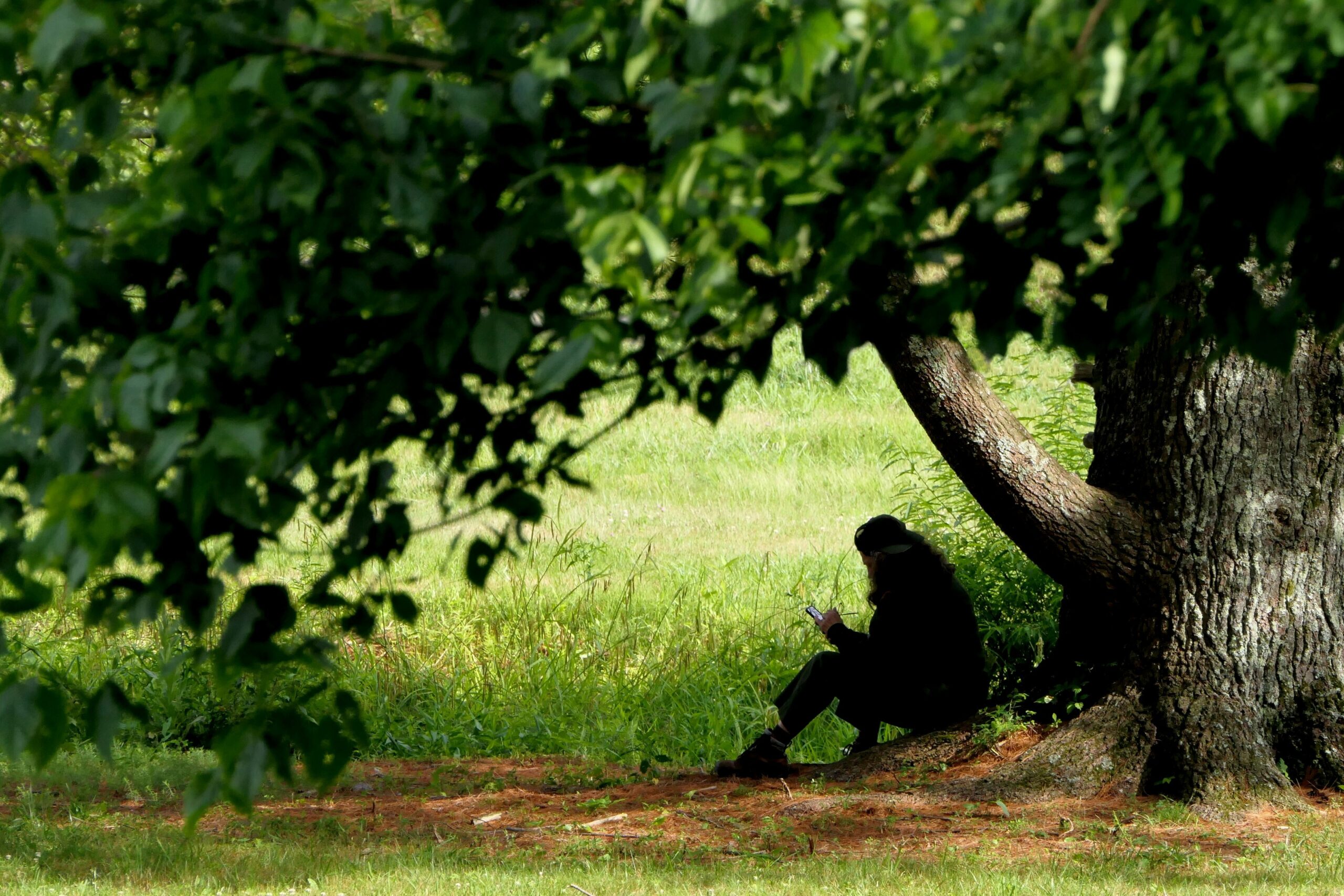 Man reading under a tree
